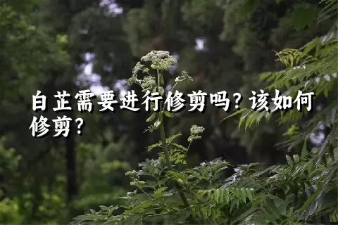 白芷需要进行修剪吗？该如何修剪？