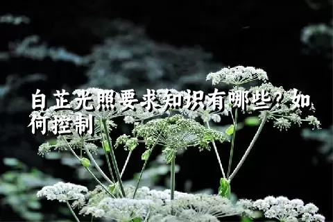 白芷光照要求知识有哪些？如何控制