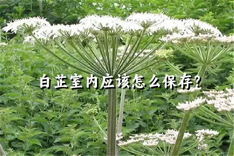 白芷室内应该怎么保存？