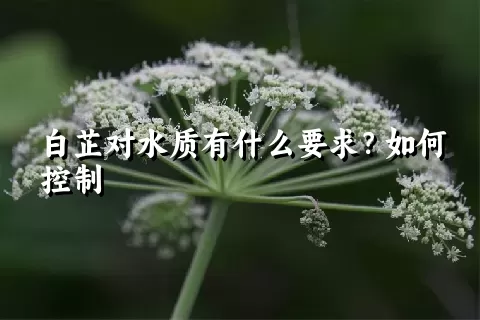 白芷对水质有什么要求？如何控制