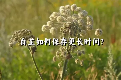 白芷如何保存更长时间？