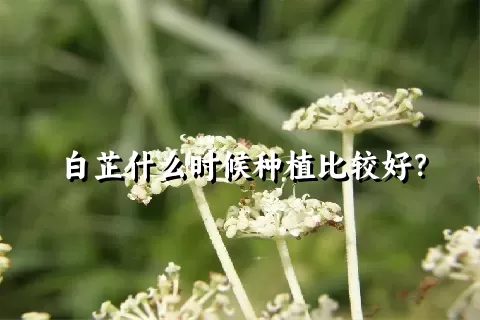 白芷什么时候种植比较好？