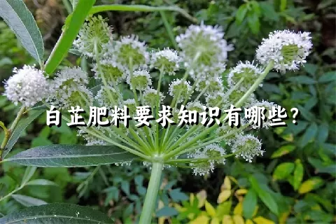 白芷肥料要求知识有哪些？