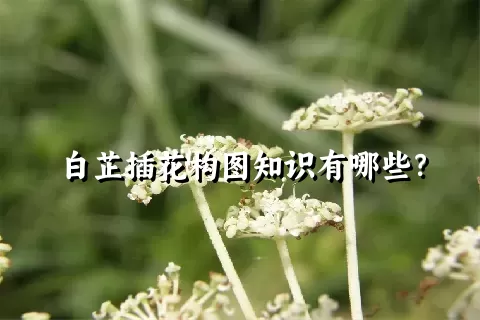 白芷插花构图知识有哪些？