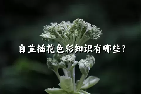 白芷插花色彩知识有哪些？