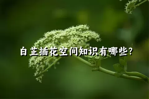 白芷插花空间知识有哪些？