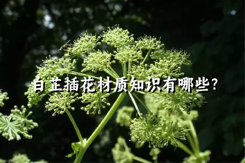 白芷插花材质知识有哪些？