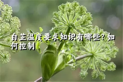 白芷温度要求知识有哪些？如何控制