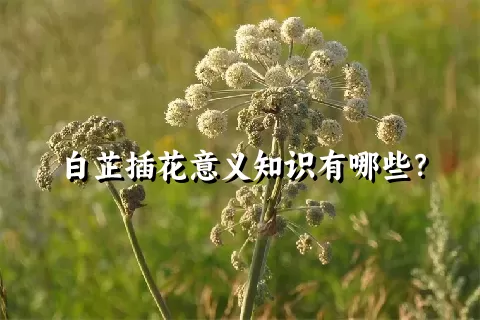 白芷插花意义知识有哪些？