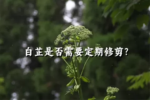 白芷是否需要定期修剪？