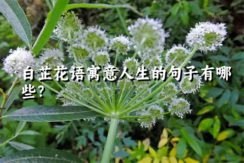 白芷花语寓意人生的句子有哪些？