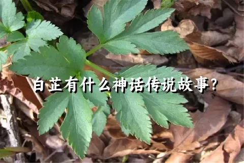 白芷有什么神话传说故事？