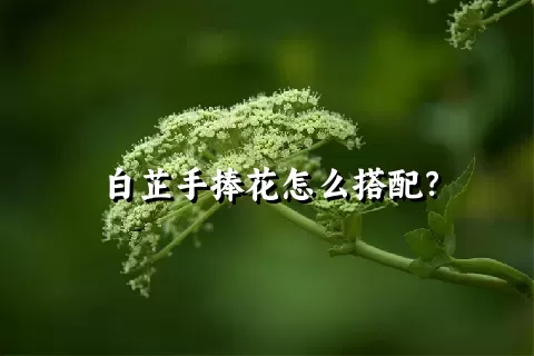 白芷手捧花怎么搭配？