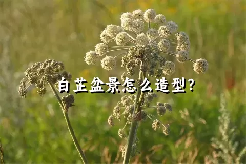 白芷盆景怎么造型？