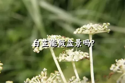 白芷能做盆景吗？