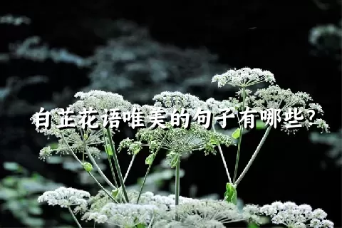 白芷花语唯美的句子有哪些？