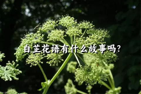 白芷花语有什么故事吗？