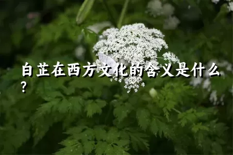 白芷在西方文化的含义是什么？