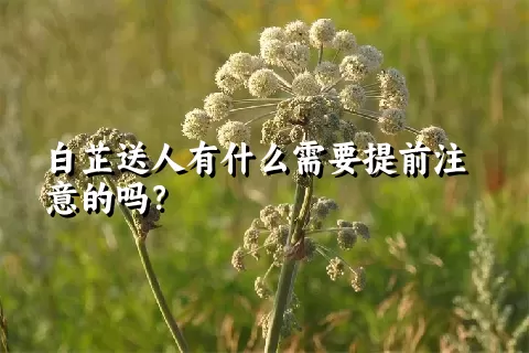 白芷送人有什么需要提前注意的吗？