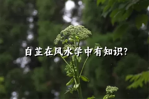 白芷在风水学中有知识？