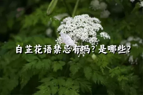 白芷花语禁忌有吗？是哪些？