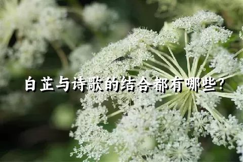 白芷与诗歌的结合都有哪些？