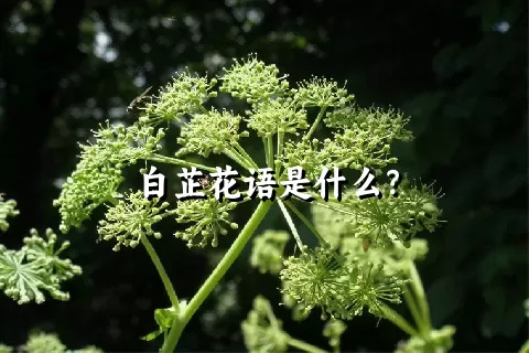 白芷花语是什么？