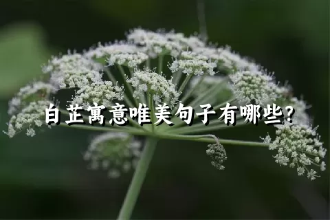 白芷寓意唯美句子有哪些？