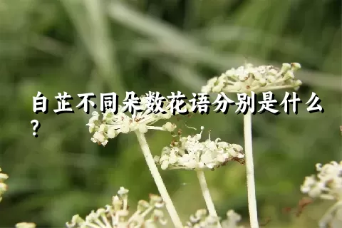 白芷不同朵数花语分别是什么？