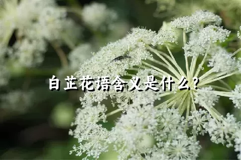 白芷花语含义是什么？