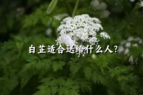 白芷适合送给什么人？