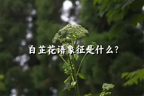 白芷花语象征是什么？