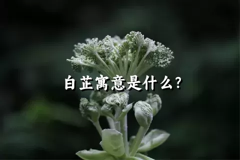 白芷寓意是什么？