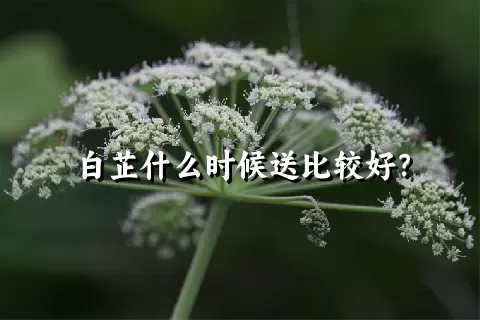 白芷什么时候送比较好？