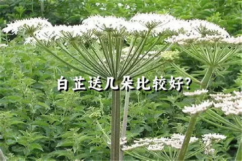 白芷送几朵比较好？