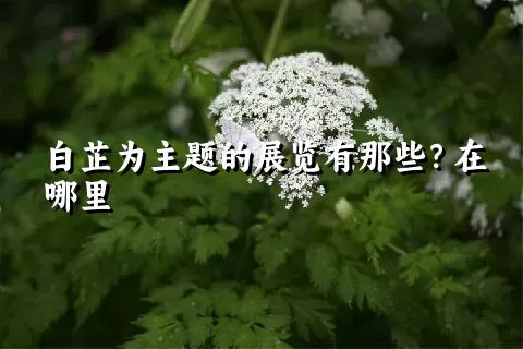 白芷为主题的展览有那些？在哪里