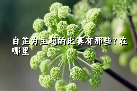 白芷为主题的比赛有那些？在哪里