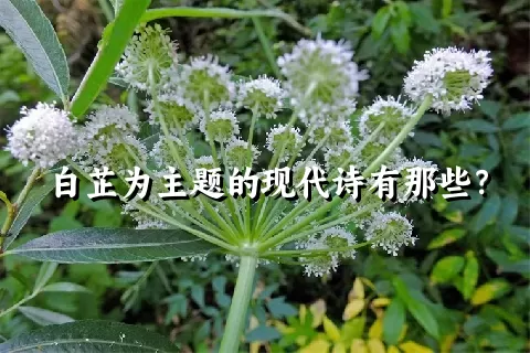 白芷为主题的现代诗有那些？