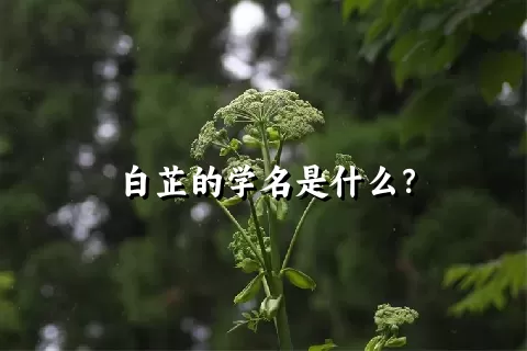 白芷的学名是什么？