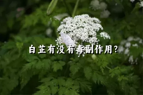 白芷有没有毒副作用？