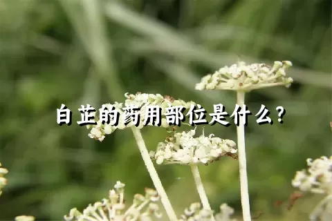 白芷的药用部位是什么？