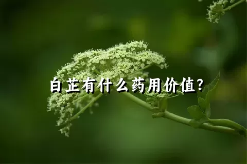 白芷有什么药用价值？