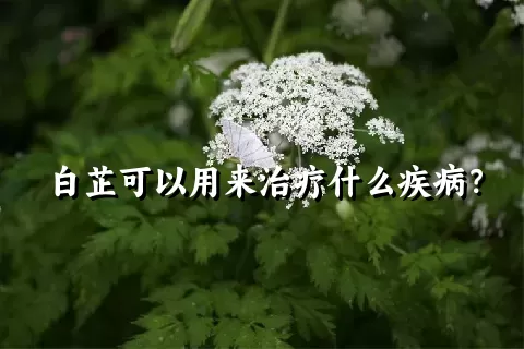 白芷可以用来治疗什么疾病？