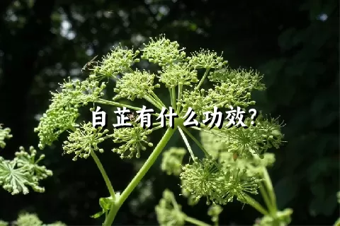 白芷有什么功效？