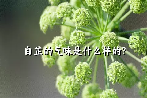 白芷的气味是什么样的？