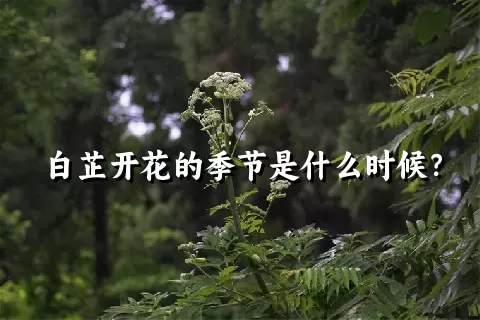 白芷开花的季节是什么时候？