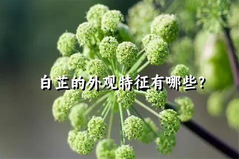 白芷的外观特征有哪些？