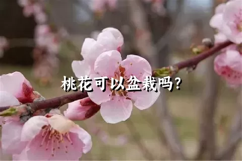 桃花可以盆栽吗？