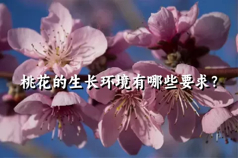 桃花的生长环境有哪些要求？