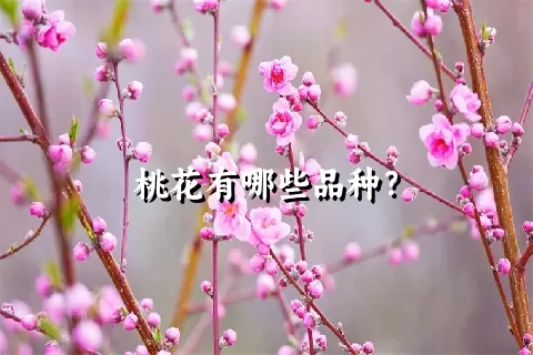 桃花有哪些品种？